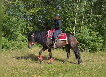 Sonstige Rassen, Stute, 3 Jahre, 152 cm, Brauner