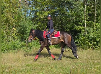 Sonstige Rassen, Stute, 3 Jahre, 152 cm, Brauner