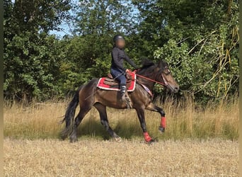 Sonstige Rassen, Stute, 3 Jahre, 152 cm, Brauner