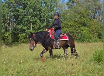 Sonstige Rassen, Stute, 3 Jahre, 152 cm, Brauner