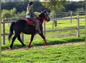 Sonstige Rassen, Stute, 3 Jahre, 153 cm, Rappe