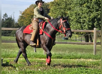 Sonstige Rassen, Stute, 3 Jahre, 153 cm, Rappe