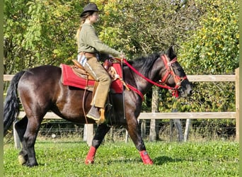 Sonstige Rassen, Stute, 3 Jahre, 153 cm, Rappe