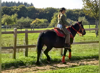 Sonstige Rassen, Stute, 3 Jahre, 153 cm, Rappe