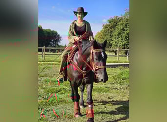 Sonstige Rassen, Stute, 3 Jahre, 153 cm, Rappe