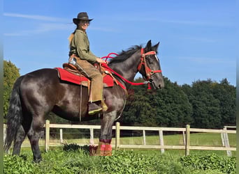 Sonstige Rassen, Stute, 3 Jahre, 153 cm, Rappe