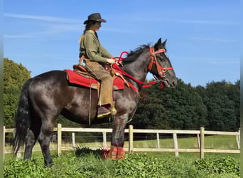 Sonstige Rassen, Stute, 3 Jahre, 153 cm, Rappe