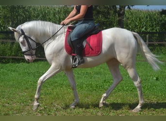 Sonstige Rassen, Stute, 3 Jahre, 154 cm, Cremello