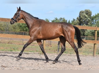 Sonstige Rassen, Stute, 3 Jahre, 155 cm, Brauner