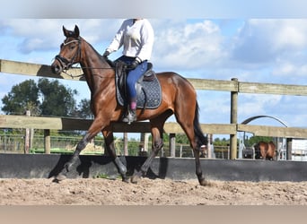 Sonstige Rassen, Stute, 3 Jahre, 155 cm, Brauner