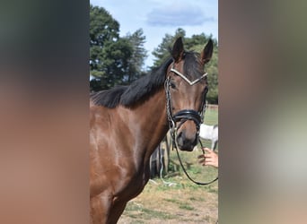 Sonstige Rassen, Stute, 3 Jahre, 155 cm, Brauner