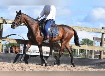 Sonstige Rassen, Stute, 3 Jahre, 155 cm, Brauner