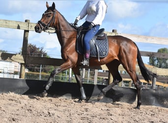 Sonstige Rassen, Stute, 3 Jahre, 155 cm, Brauner