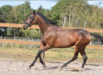 Sonstige Rassen, Stute, 3 Jahre, 155 cm, Brauner