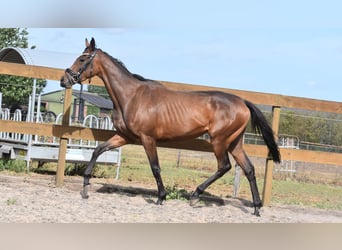 Sonstige Rassen, Stute, 3 Jahre, 155 cm, Brauner
