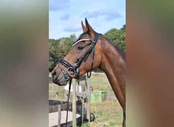 Sonstige Rassen, Stute, 3 Jahre, 155 cm, Brauner