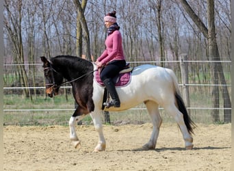 Sonstige Rassen, Stute, 3 Jahre, 155 cm, Schecke