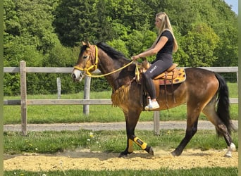 Sonstige Rassen, Stute, 3 Jahre, 158 cm, Brauner