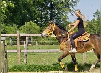 Sonstige Rassen, Stute, 3 Jahre, 158 cm, Brauner