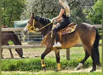 Sonstige Rassen, Stute, 3 Jahre, 158 cm, Brauner