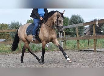 Sonstige Rassen, Stute, 3 Jahre, 158 cm, Buckskin