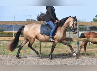 Sonstige Rassen, Stute, 3 Jahre, 158 cm, Buckskin