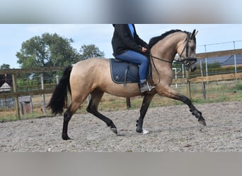 Sonstige Rassen, Stute, 3 Jahre, 158 cm, Buckskin