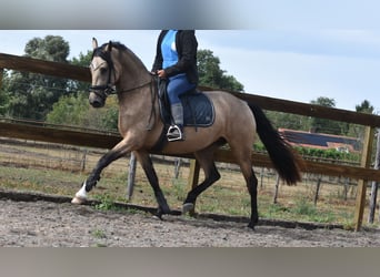 Sonstige Rassen, Stute, 3 Jahre, 158 cm, Buckskin