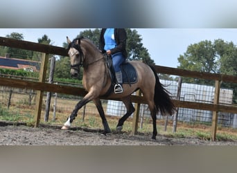 Sonstige Rassen, Stute, 3 Jahre, 158 cm, Buckskin