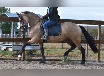 Sonstige Rassen, Stute, 3 Jahre, 158 cm, Buckskin