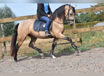 Sonstige Rassen, Stute, 3 Jahre, 158 cm, Buckskin