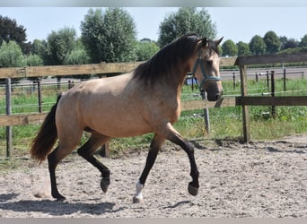 Sonstige Rassen, Stute, 3 Jahre, 158 cm, Buckskin