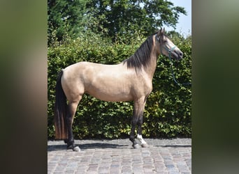Sonstige Rassen, Stute, 3 Jahre, 158 cm, Buckskin