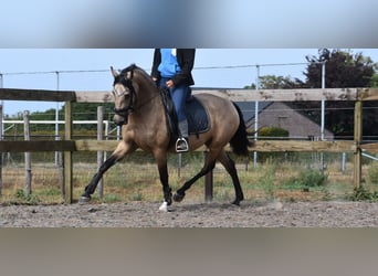 Sonstige Rassen, Stute, 3 Jahre, 158 cm, Buckskin