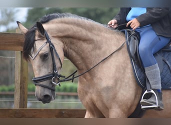 Sonstige Rassen, Stute, 3 Jahre, 158 cm, Buckskin