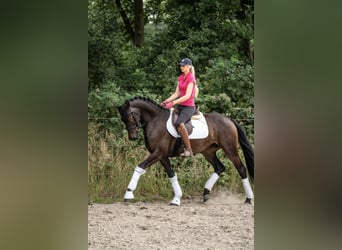 Sonstige Rassen, Stute, 3 Jahre, 158 cm, Dunkelbrauner