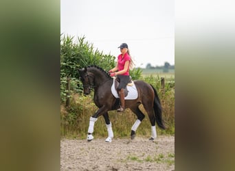 Sonstige Rassen, Stute, 3 Jahre, 158 cm, Dunkelbrauner