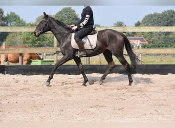Sonstige Rassen, Stute, 3 Jahre, 162 cm, Dunkelbrauner