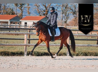 Sonstige Rassen, Stute, 3 Jahre, 163 cm, Brauner