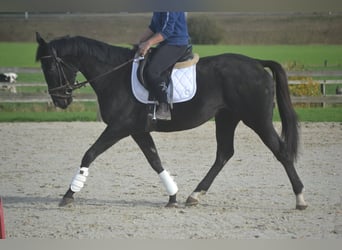 Sonstige Rassen, Stute, 3 Jahre, 165 cm, Rappe