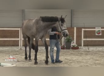 Sonstige Rassen Mix, Stute, 3 Jahre, 170 cm, Fliegenschimmel