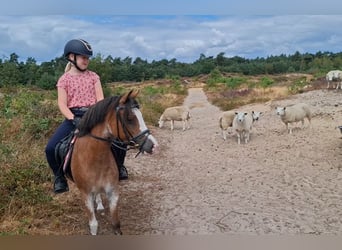 Sonstige Rassen, Stute, 4 Jahre, 116 cm