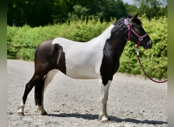 Sonstige Rassen, Stute, 4 Jahre, 125 cm, Schecke