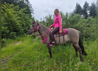 Sonstige Rassen, Stute, 4 Jahre, 145 cm, Grullo