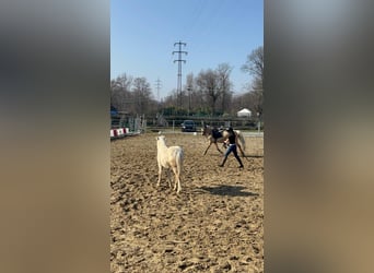 Sonstige Rassen, Stute, 4 Jahre, 148 cm, Palomino