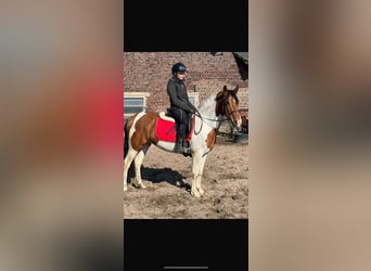 Sonstige Rassen Mix, Stute, 4 Jahre, 148 cm, Schecke