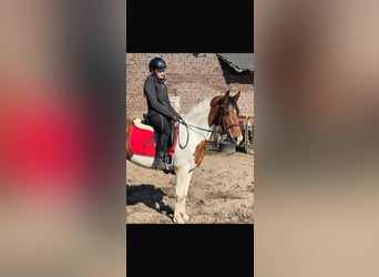 Sonstige Rassen Mix, Stute, 4 Jahre, 148 cm, Schecke