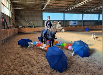 Sonstige Rassen Mix, Stute, 4 Jahre, 148 cm, Schimmel