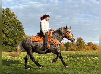 Sonstige Rassen, Stute, 4 Jahre, 150 cm, Blauschimmel