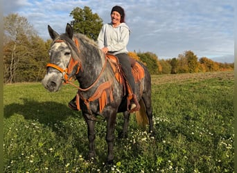 Sonstige Rassen, Stute, 4 Jahre, 150 cm, Blauschimmel